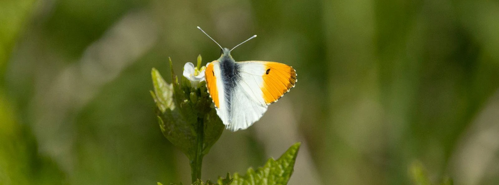 Butterfly on wildflowers