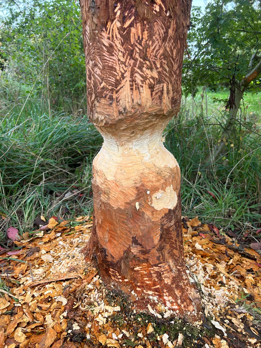 Beaver tree